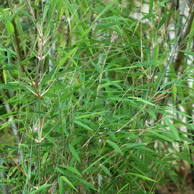 Fargesia Taibashan 2 – Bambou non traçant Pot de 12L/15L