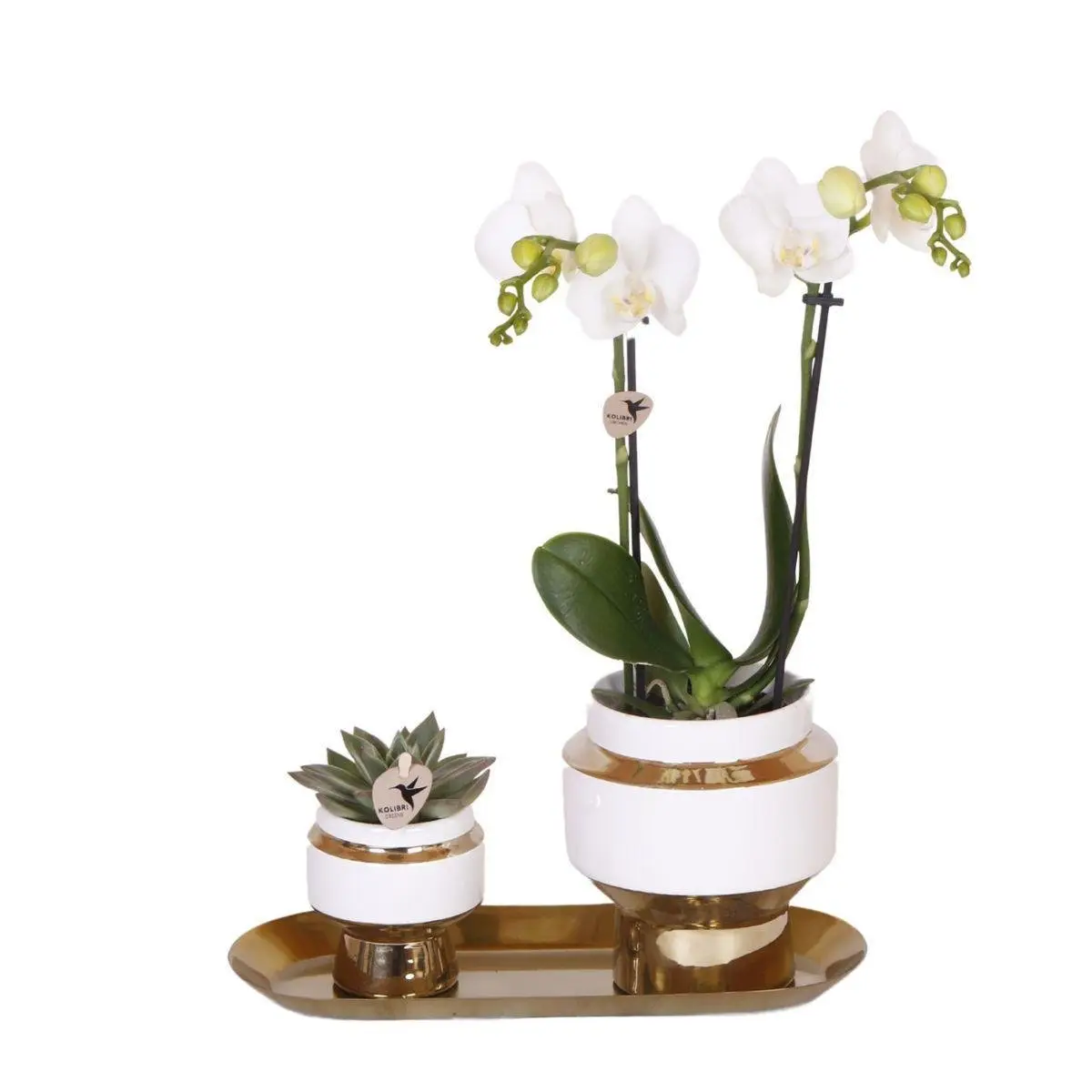 Ensemble Orchidée Blanche et Succulente sur Plateau Doré- La Green Touch