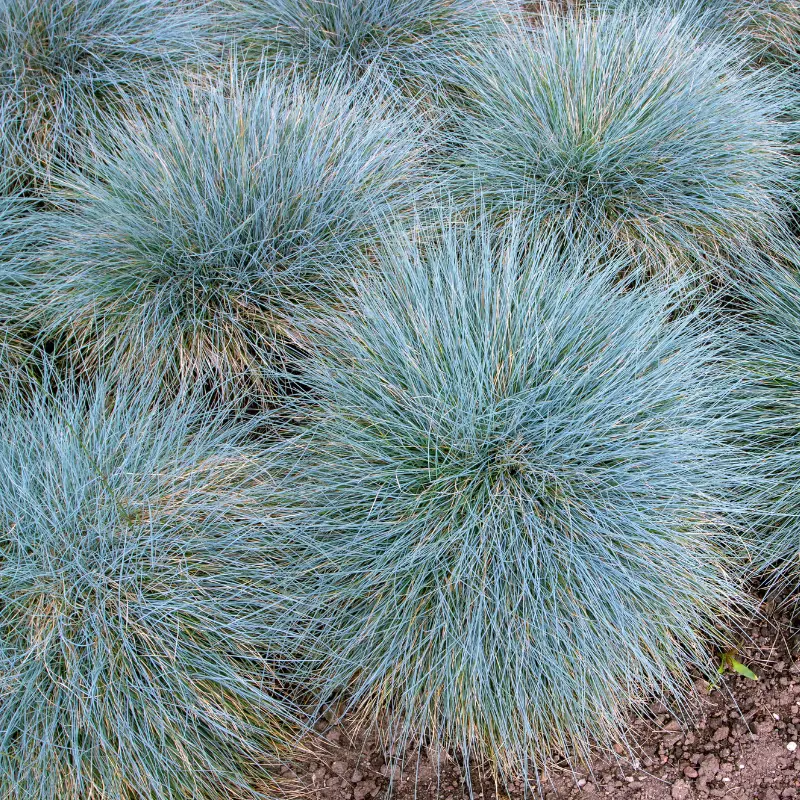 Fétuque bleue Elijah Blue – Festuca glauca Elijah Blue 20/25cm Godet 9cm – Fleur