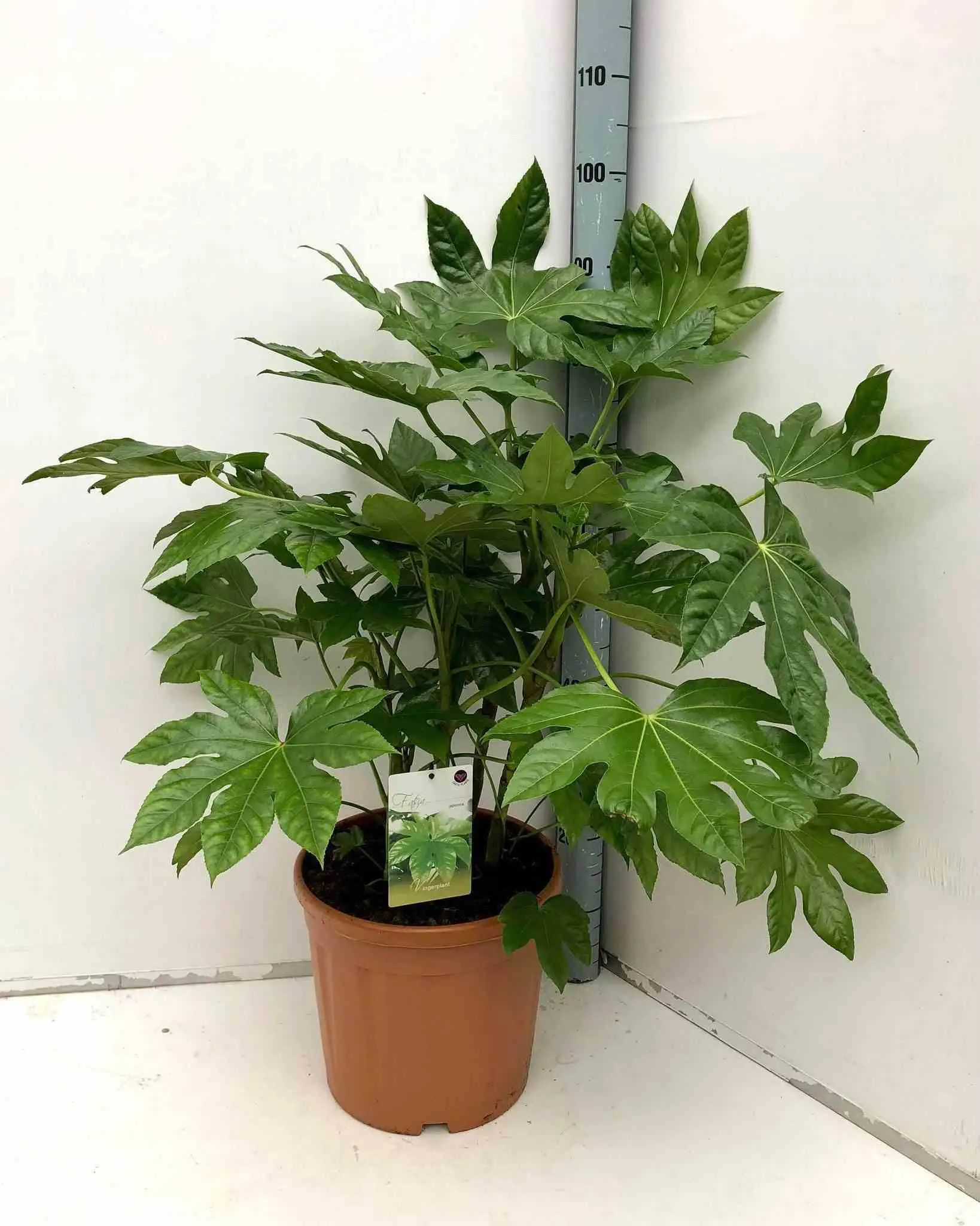Fatsia japonica (Aralia du japon) Couleur floraison:Blanc – Taille:Pot de 14L – 80/100 cm