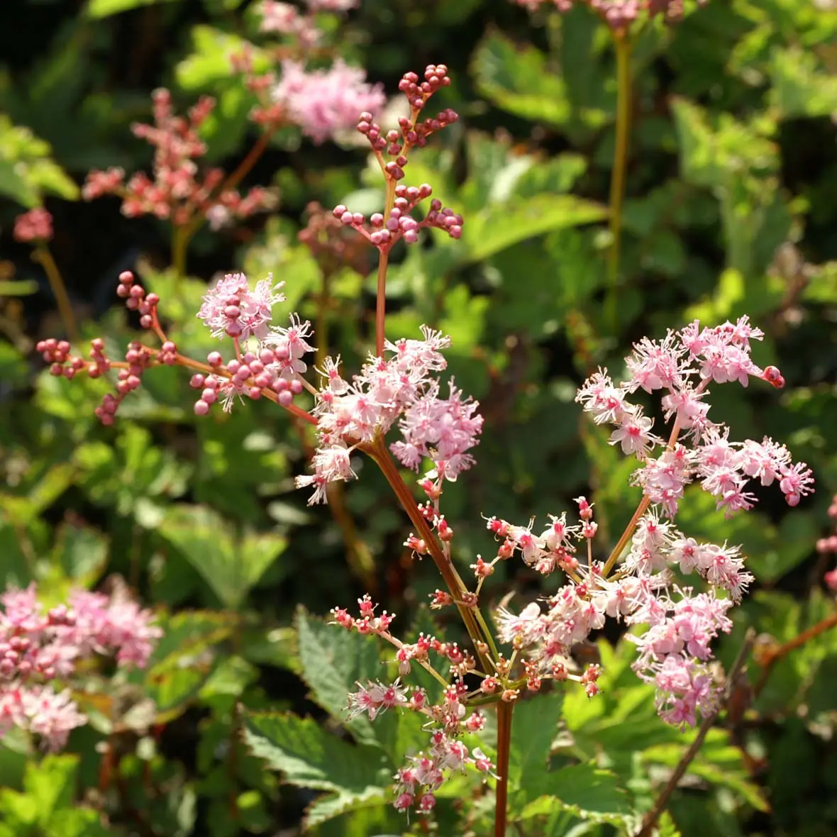Filipendula Kahome, Reine des prés Godet de 8/9 cm