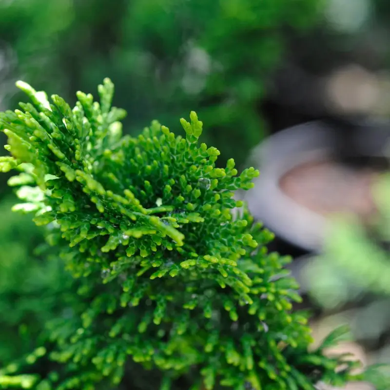 Faux cyprès d’Hinoki Nana Gracilis (Greffée), Chamaecyparis obtusa – Pot de 3L – 20/40 cm