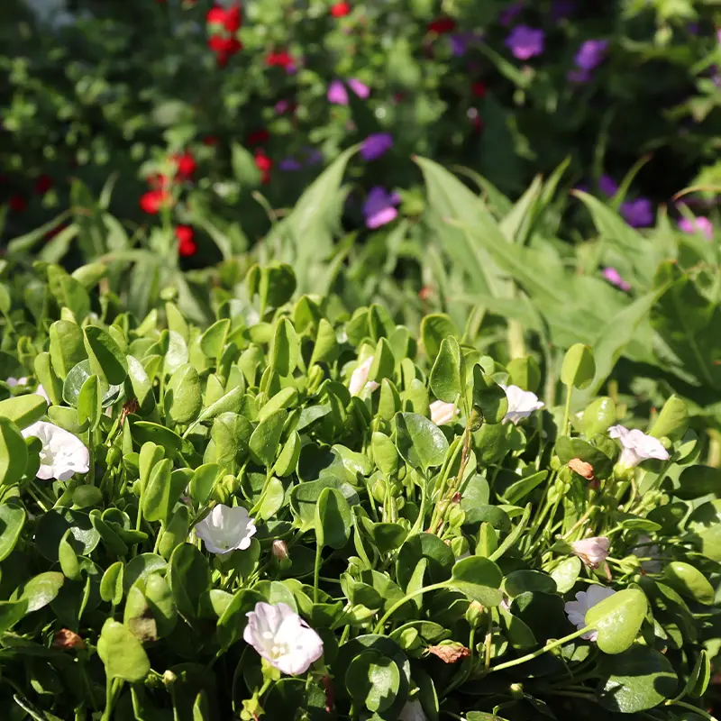 Falkia repens – Petites oreilles Godet de 8/9 cm