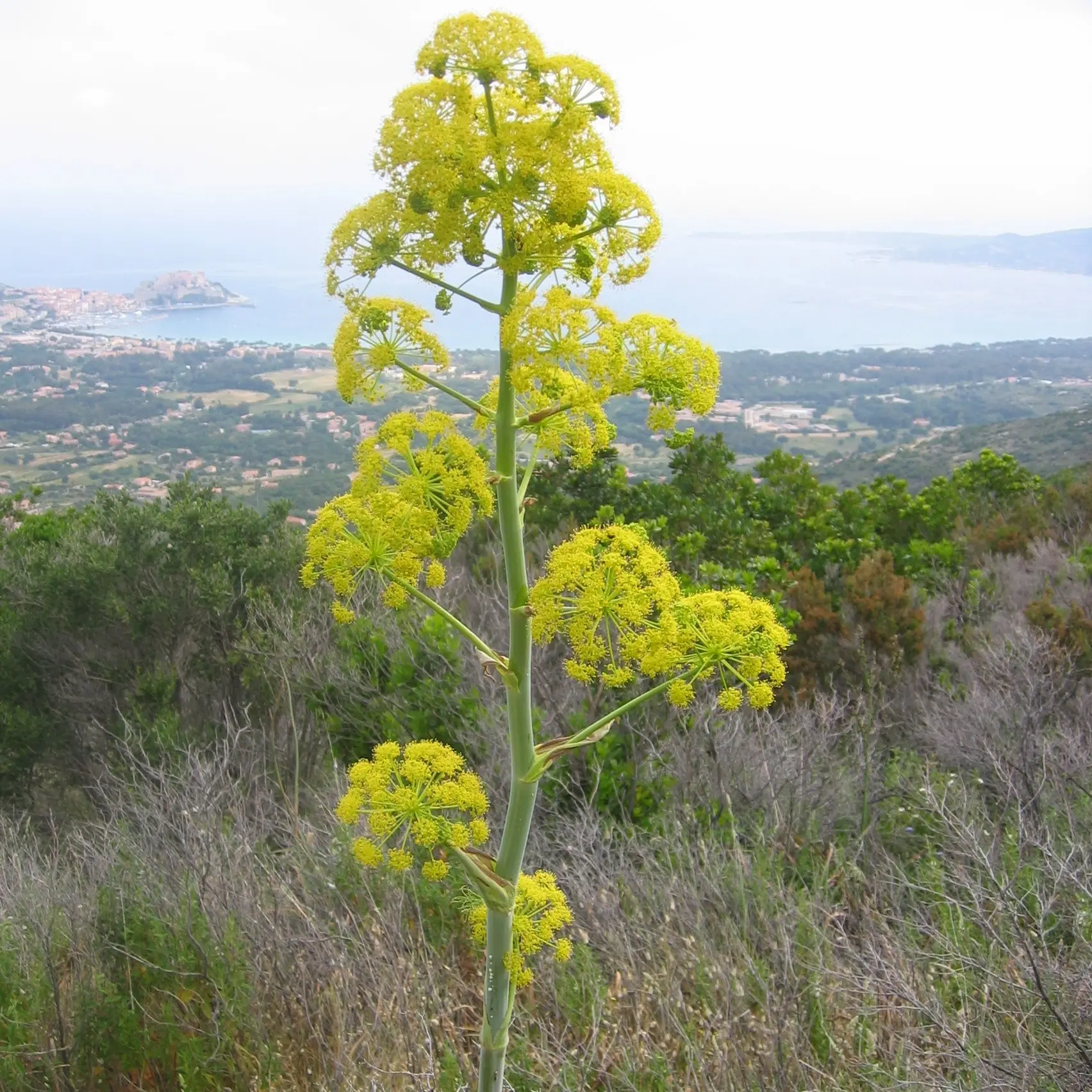 Ferula communis – Grande férule Godet de 8/9 cm