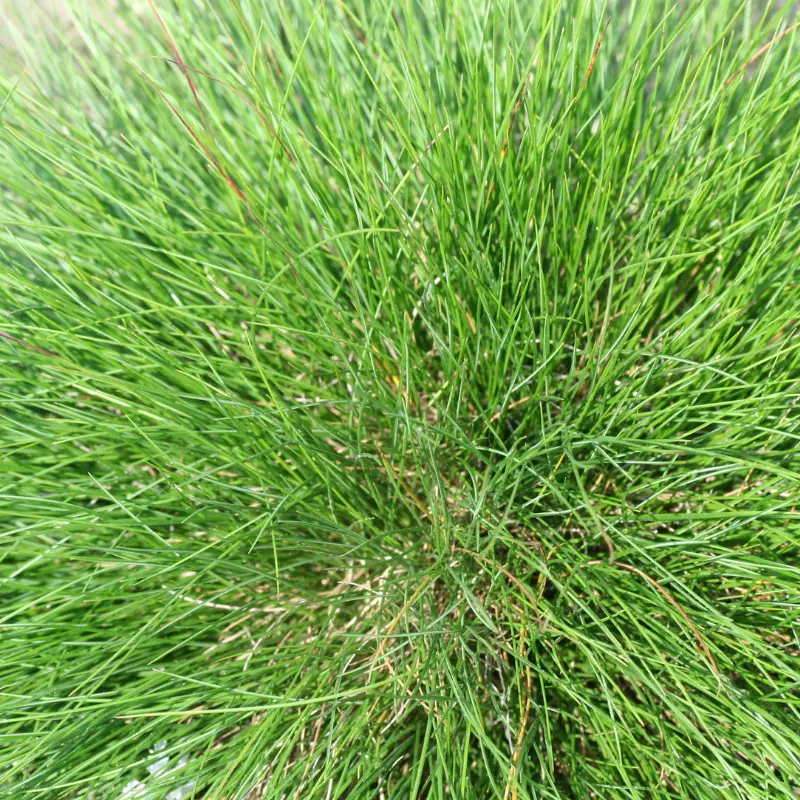 Fétuque de lAtlas – Festuca mairei 40/50 cm Godet 9cm – Fleur