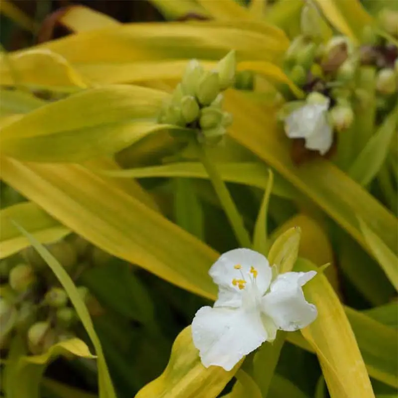 Éphémère de Virginie -Tradescantia andersoniana Angelic Charm Godet de 8/9 cm