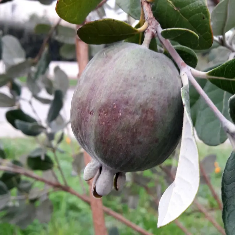Feijoa ou Acca sellowiana Apollo – Goyavier du Brésil Pot de 2L/3L