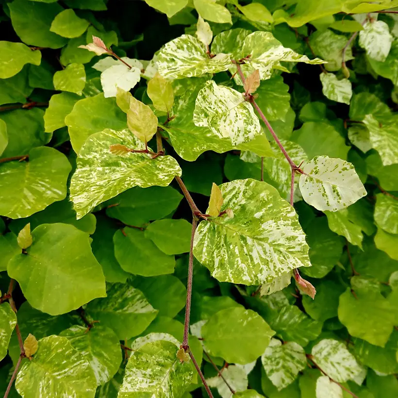 Fagus sylvatica Rolf Marquardt – Hêtre nain panaché Pot de 4L/5L