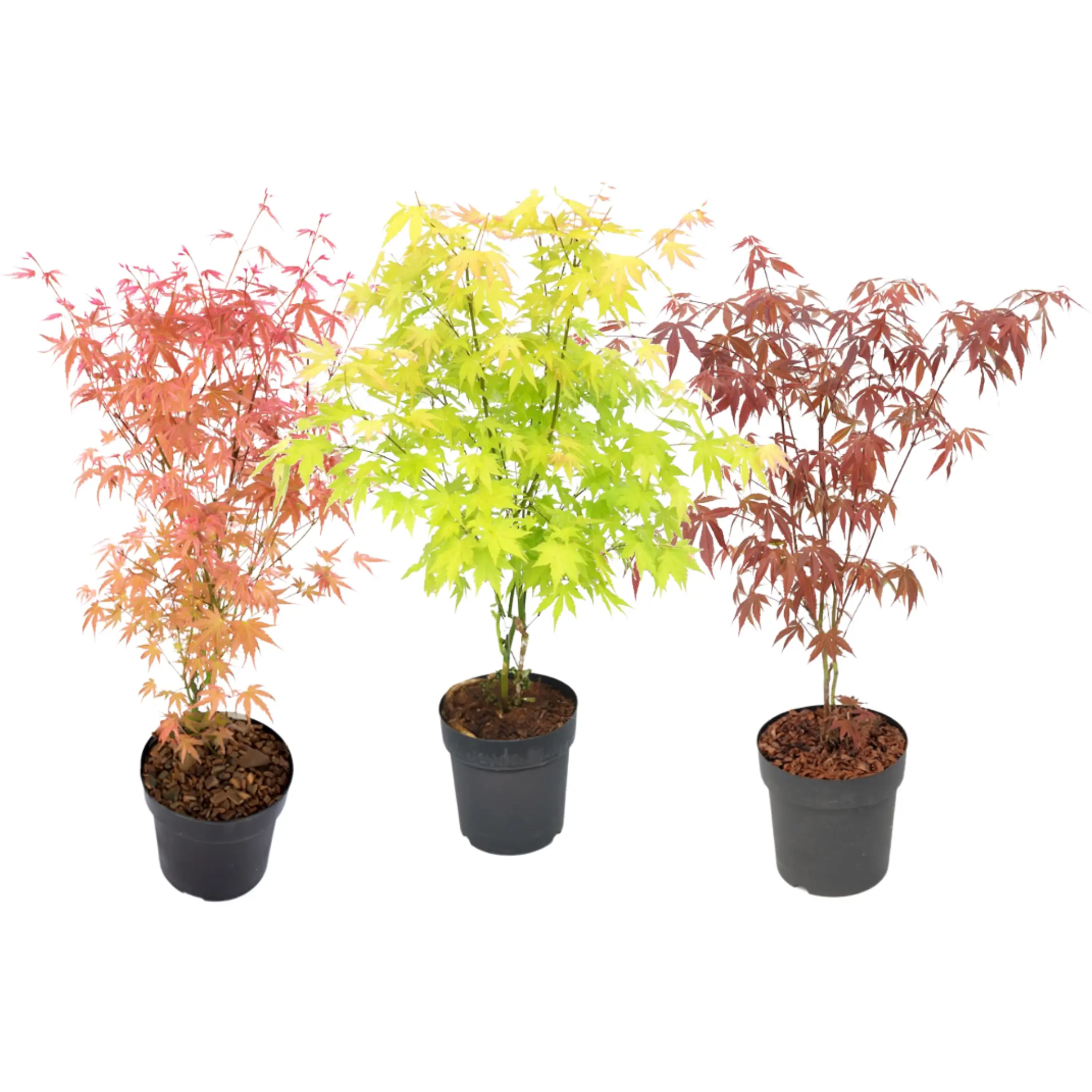 Érable du Japon – Set de 3 – Acer palmatum – Hauteur 60-70cm – ⌀19cm