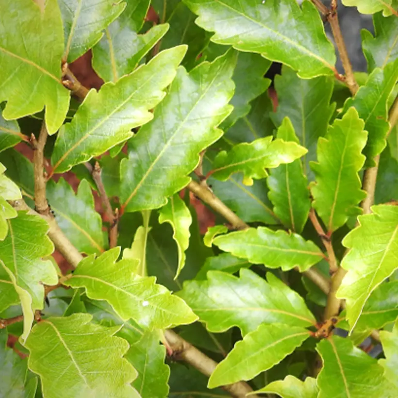 Fagus sylvatica Sandrode – Hêtre nain Pot de 4L/5L