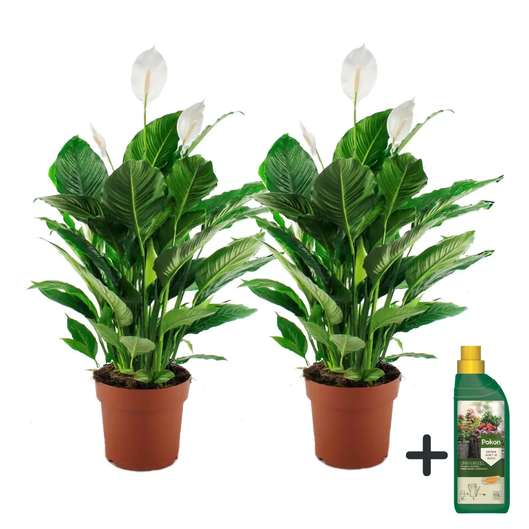 Fleur de lune – Set de 2 – Spathiphyllum ‘Lima’ – Hauteur 60-75cm – ⌀17cm