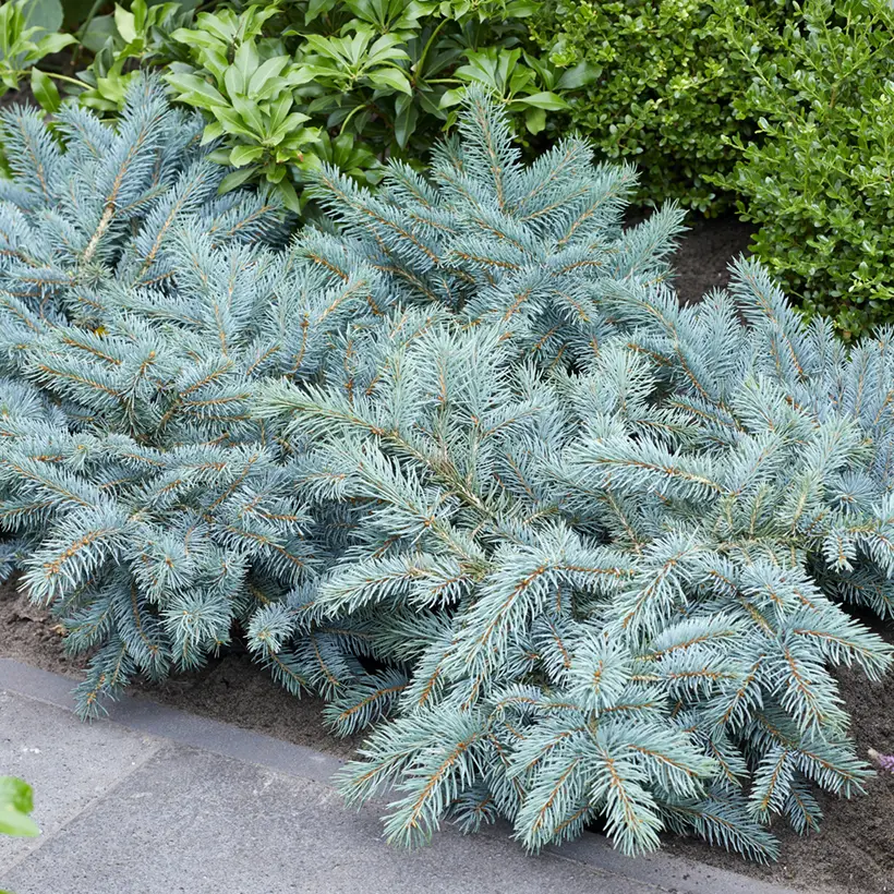 Epicea bleu – Picea pungens Karpaten Godet de 8/9 cm