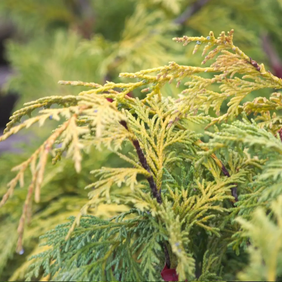 Faux cyprès Pendula, Chamaecyparis nootkatensis – Pot de 20L – 125/150