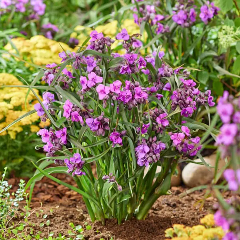 Éphémère de Virginie – Tradescantia andersoniana JS Brainstorm Mini-motte Ø 1,5/2,5 cm (par 3)