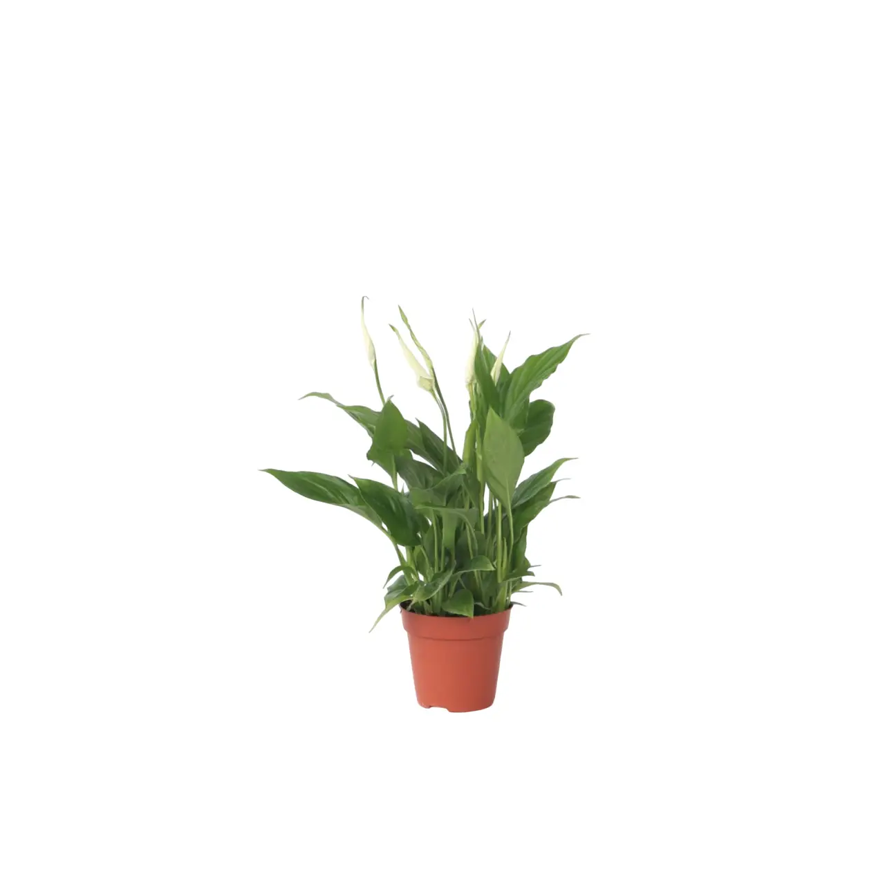 Fleur de lune – Spathiphyllum ‘Torelli’ – Hauteur 30-45cm – ⌀12cm