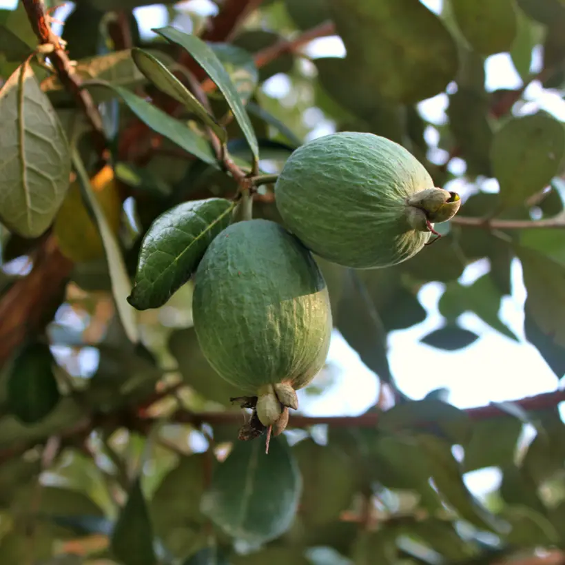 Feijoa ou Acca sellowiana Triumph – Goyavier du Brésil Pot de 3L/4L