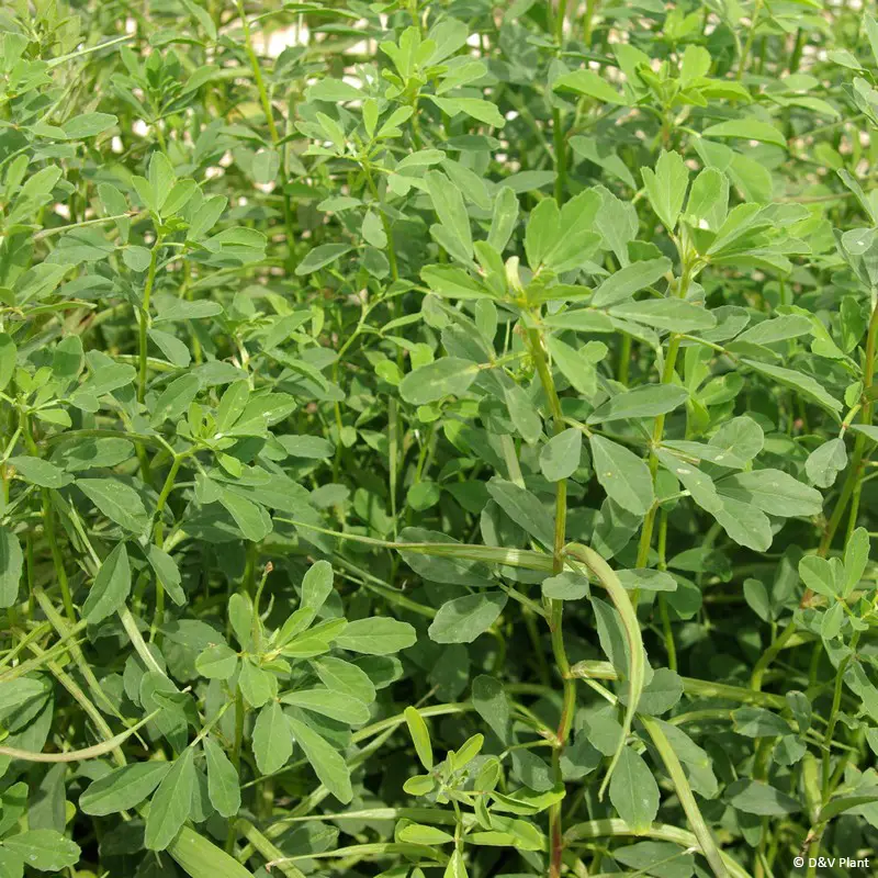 Fenugrec en plant – Trigonella foenum-graecum Pot de 1,5L/2L