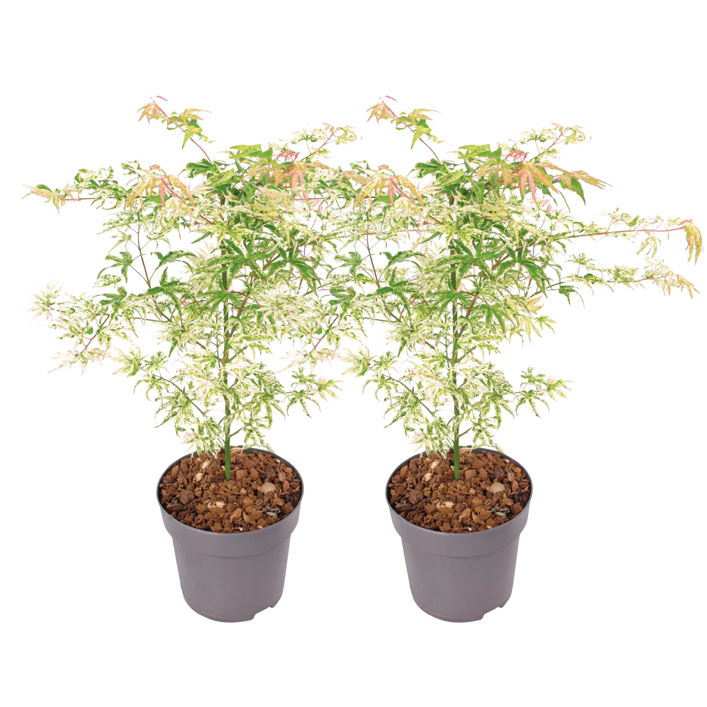 Érable du Japon – Set de 2 – Acer palmatum ‘Ukigumo’ – Hauteur 50-60cm – ⌀19cm