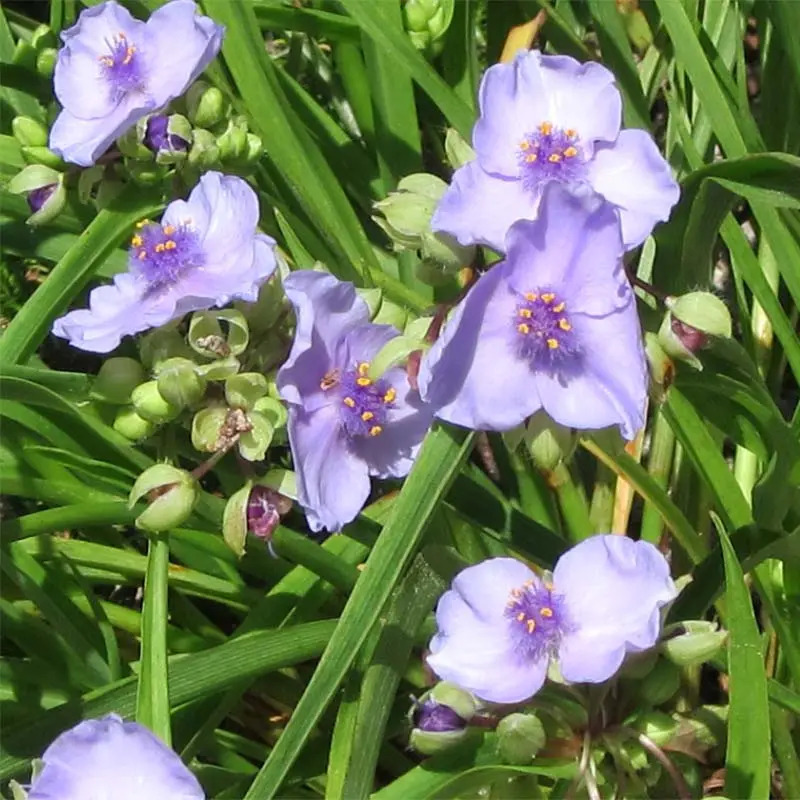Ephémère de Virginie – Tradescantia andersoniana Little Doll Godet de 8/9 cm