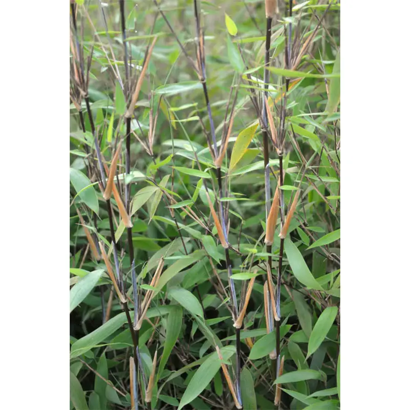 Fargesia nitida Great Wall – Bambou non traçant Pot de 7,5L/10L