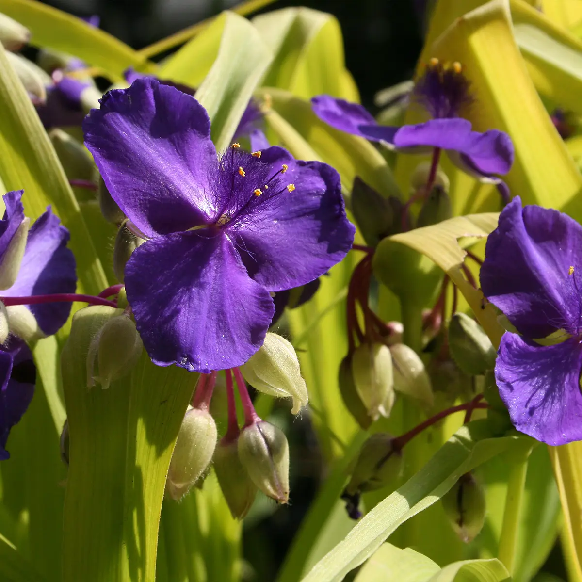 Ephémère de Virginie, Tradescantia andersoniana Blue and Gold Godet de 8/9 cm
