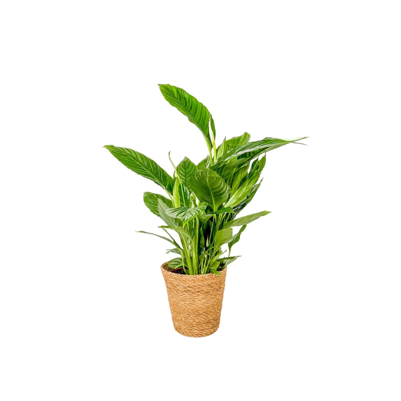 Fleur de lune – Spathiphyllum ‘Lima’ – Avec panier – Hauteur 60-75cm – ⌀17cm