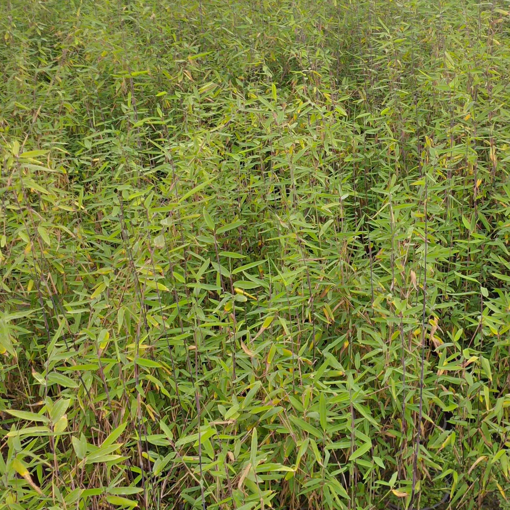 Fargesia demissa Gerry – Bambou non traçant Pot de 4L/5L