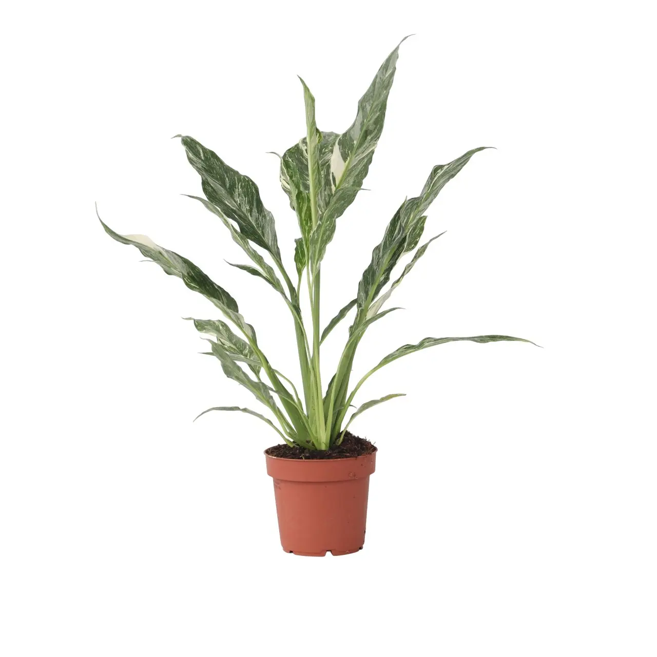 Fleur de lune – Spathiphyllum ‘Diamond’ – Hauteur 40-50cm – ⌀12cm