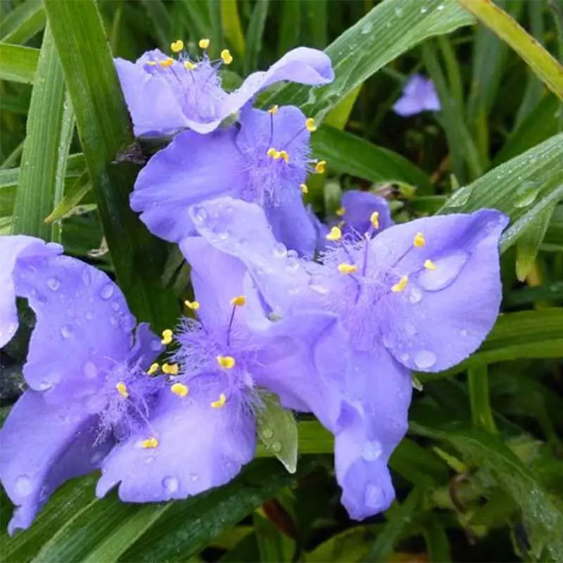 Ephémère de Virginie – Tradescantia andersoniana JC Weguelin Godet de 8/9 cm