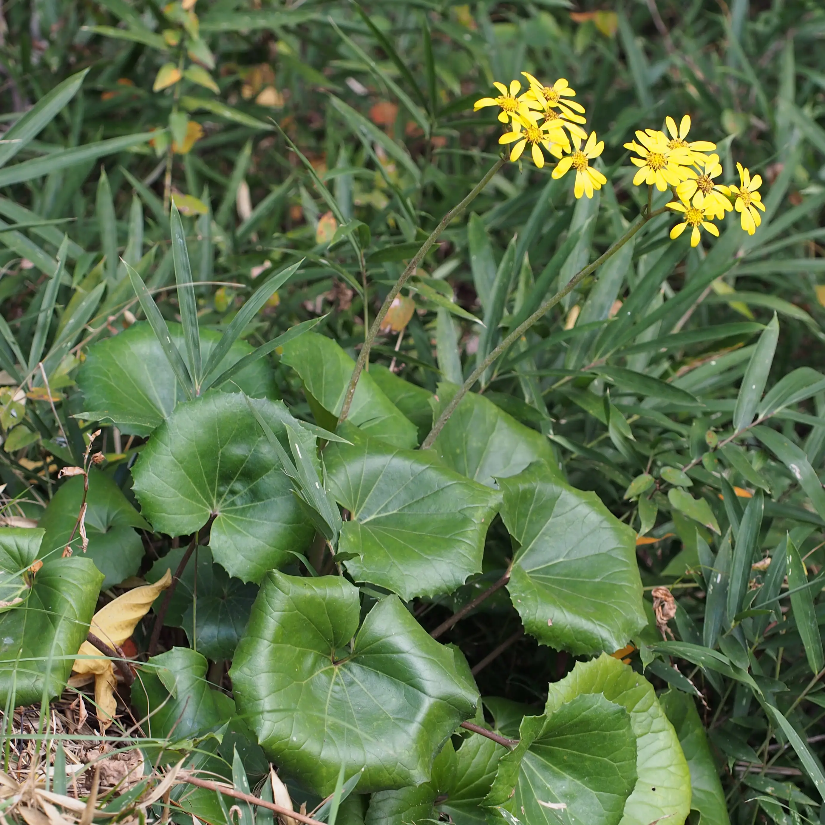Farfugium japonicum – Plante panthère Pot de 3L/4L