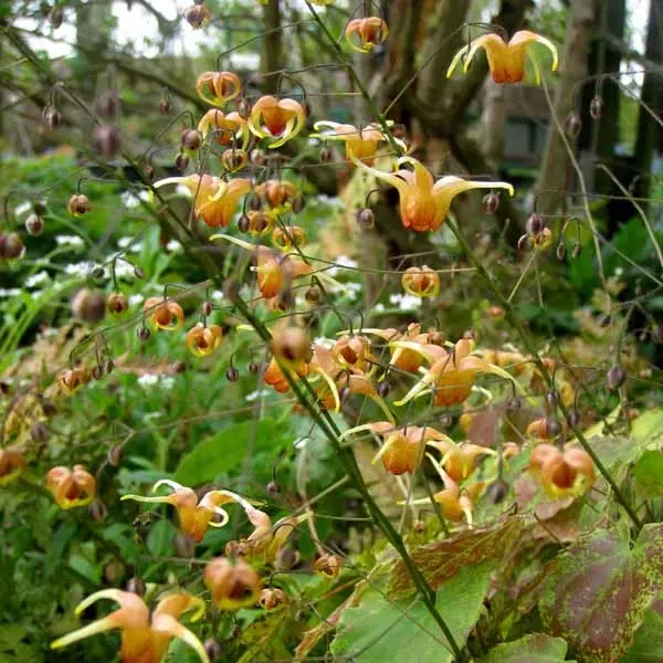 Fleur des Elfes – Epimedium Amber Queen Godet de 8/9 cm