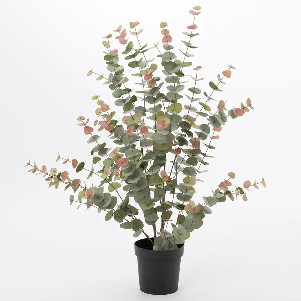 Eucalyptus 120 cm