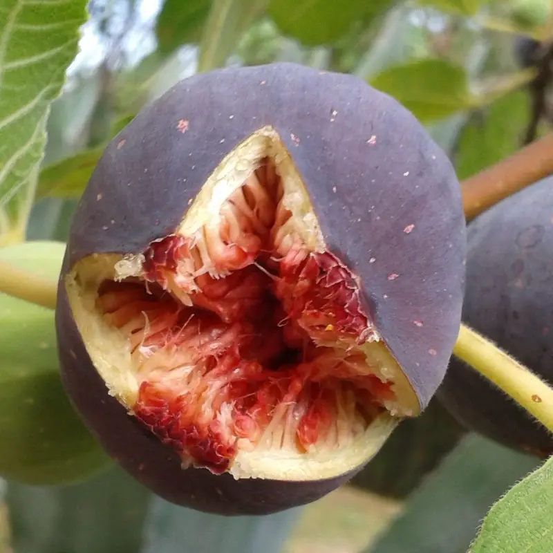 Figuier Pastillère (Rouge de Bordeaux), Ficus carica – Bon rendement – Godet – 5/10 cm – De 3,00 m à 5,00 m