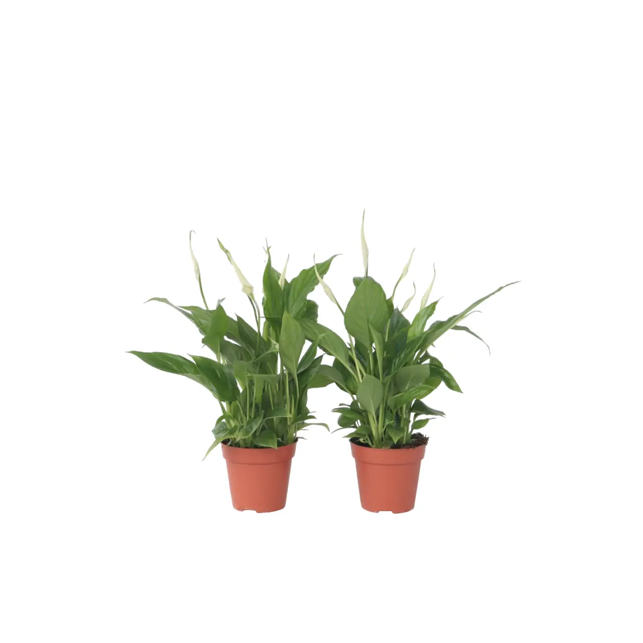 Fleur de lune – Set de 6 – Spathiphyllum ‘Torelli’ – Hauteur 30-45cm – ⌀12cm