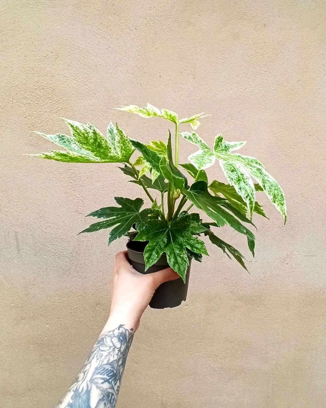 Fatsia Japonica Variegata – Aralia du Japon panaché D. 14cm H. 45cm – Plante d’intérieur – IndoorPoppies