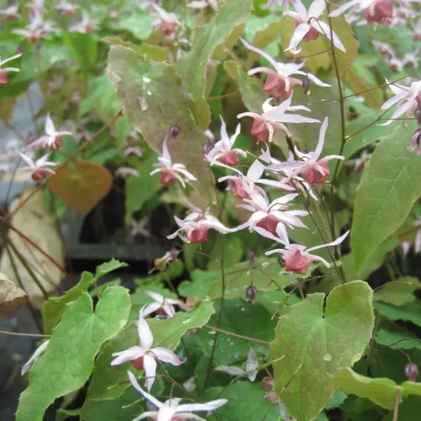Epimedium hybride Pink Elf – Fleur des Elfes rose Godet de 8/9 cm