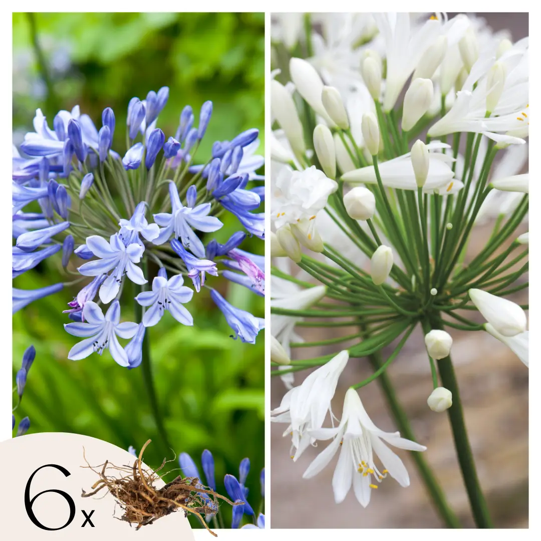 Fleur du Nil – Set de 6 – Agapanthus ‘africanus’, ‘orientalis’ – Rhizomes