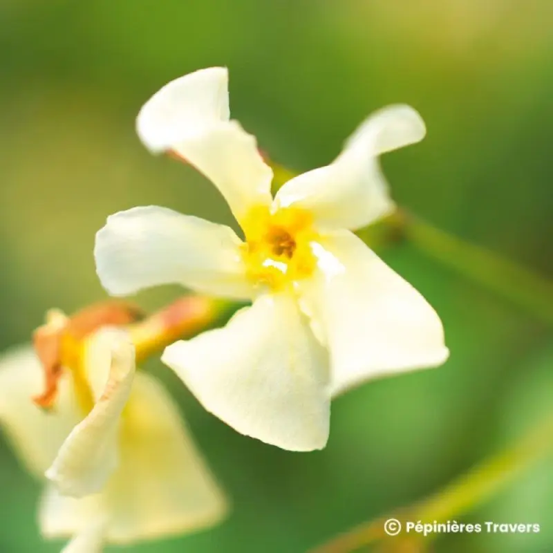 Faux jasmin jaune (Trachelospermum asiaticum) – Conteneur 1,5L – Pépinières Naudet