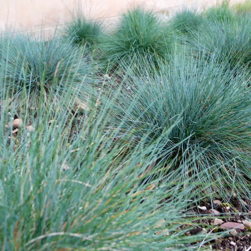 Fétuque daméthyste – Festuca amethystina 20/30 cm Godet 9cm – Fleur