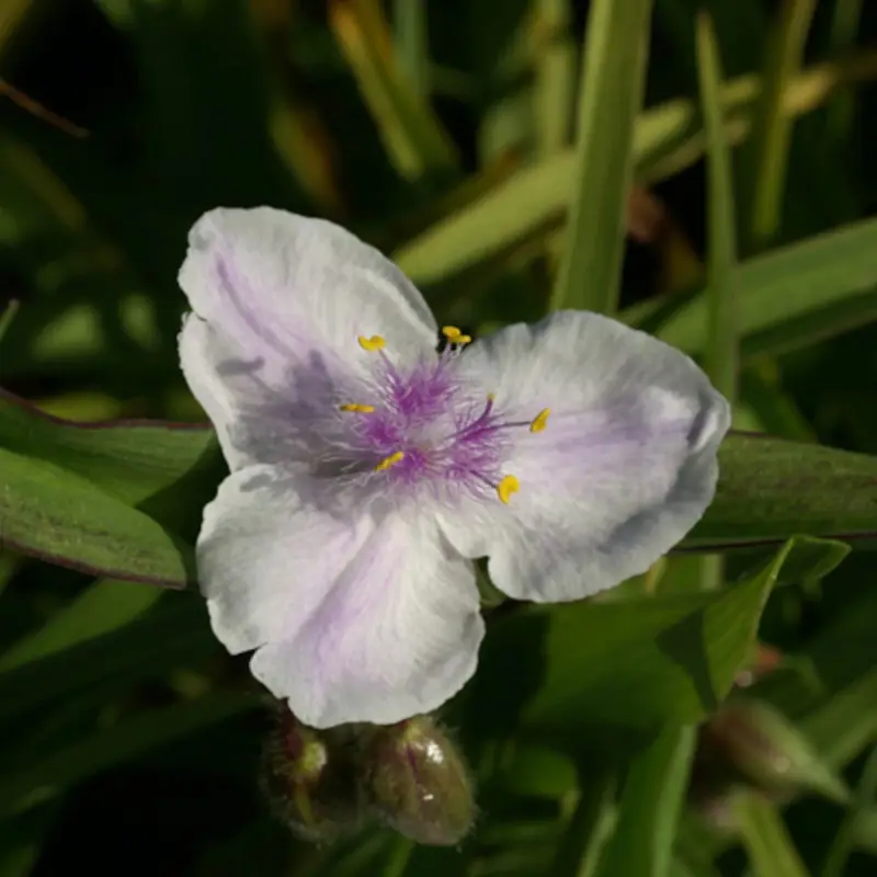 Éphémère de Virginie Domaine de Courson à fleurs Rose – feuillage Caduc – Godet – 5/20 cm- hauteur à maturité De 0,15 m à 0,50 m
