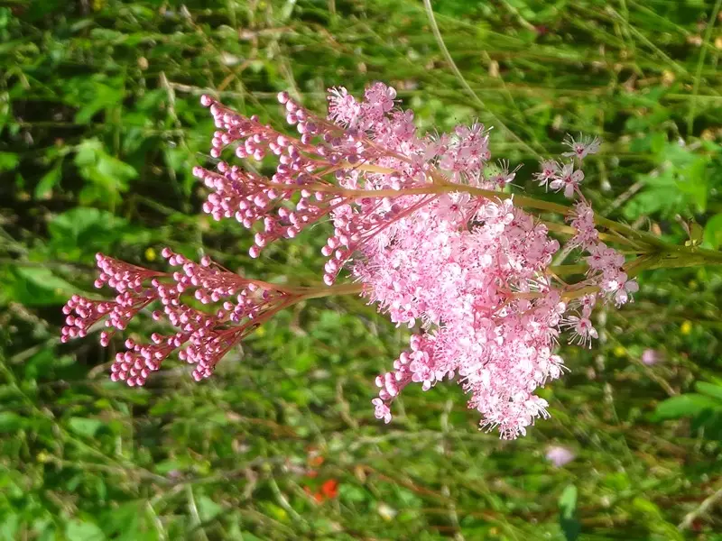 Filipendula rubra Venusta – Reine des prés Godet de 8/9 cm