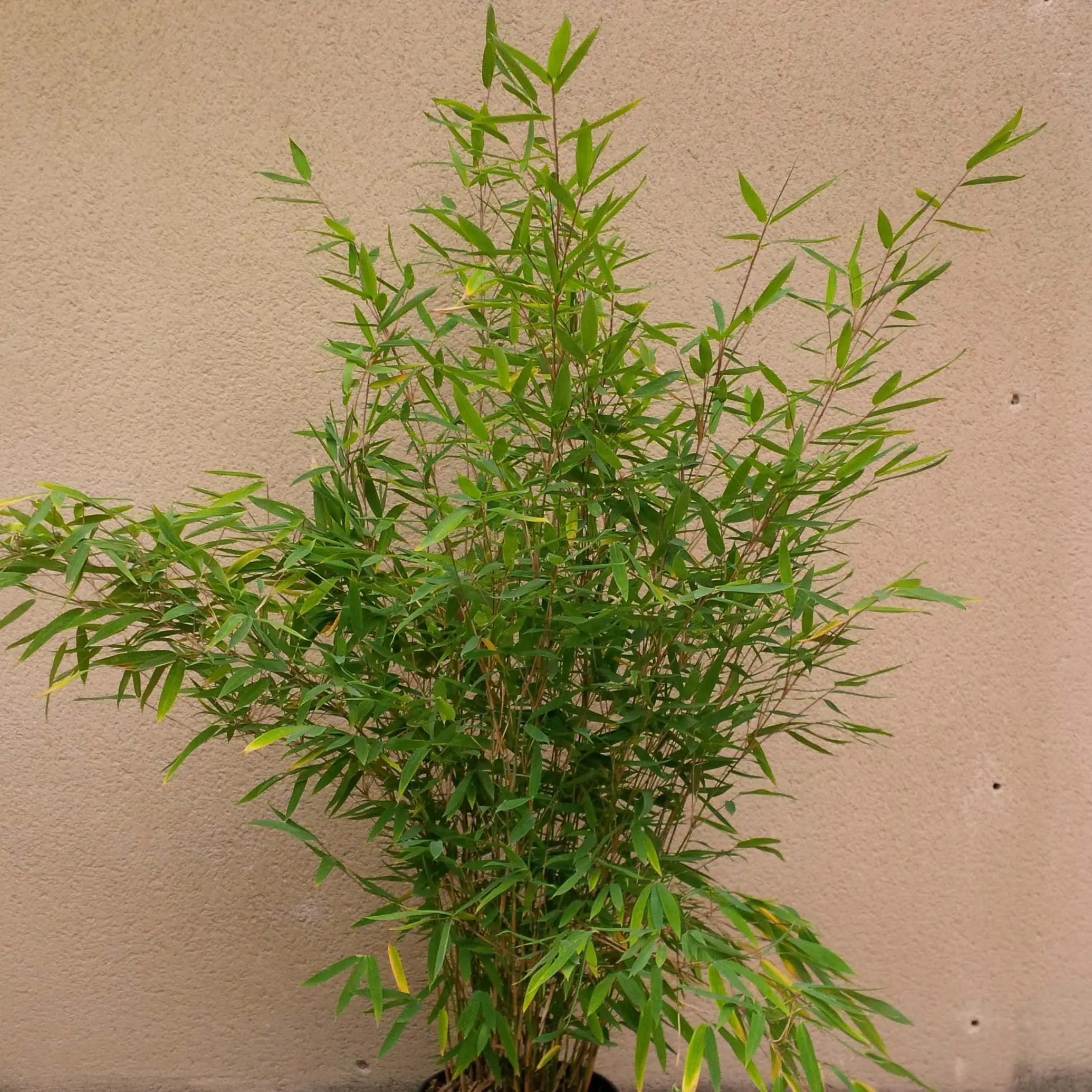 Fargesia Winter Joy – Bambou non traçant Pot de 7,5L/10L