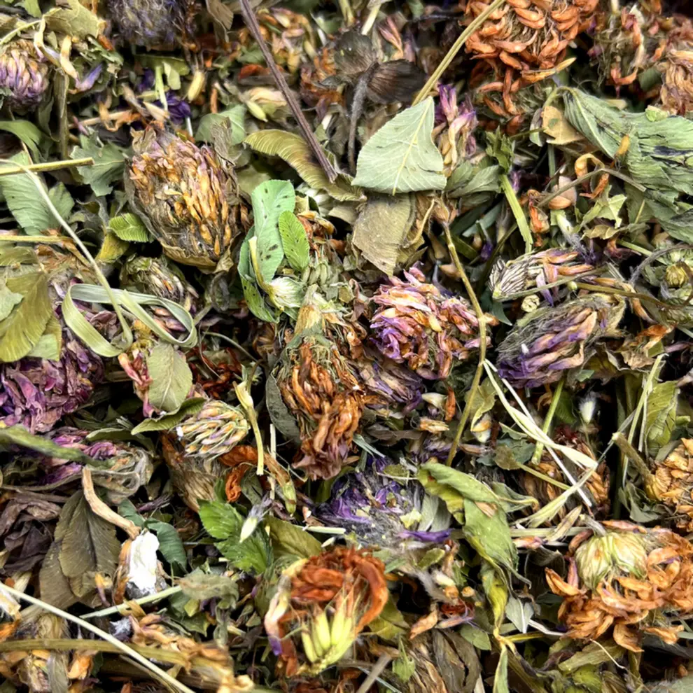 Fleurs de trèfle rouge séchées 50g – 100% naturelles pour lapin – O Les Pattes