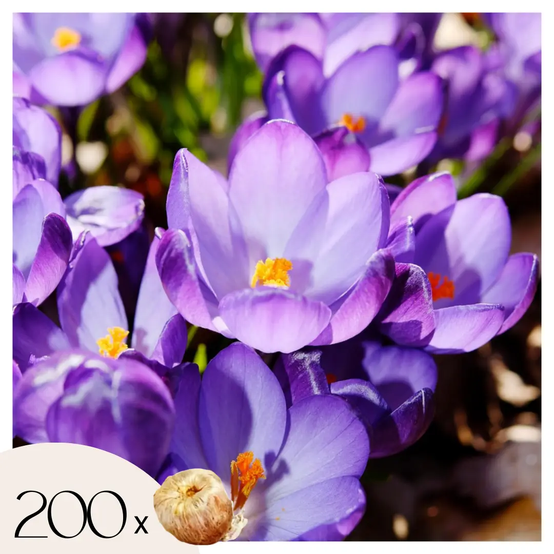 Fleur printanière – Set de 200 – Crocus ‘Ruby Giant’ – Bulbes à fleurs – Violet