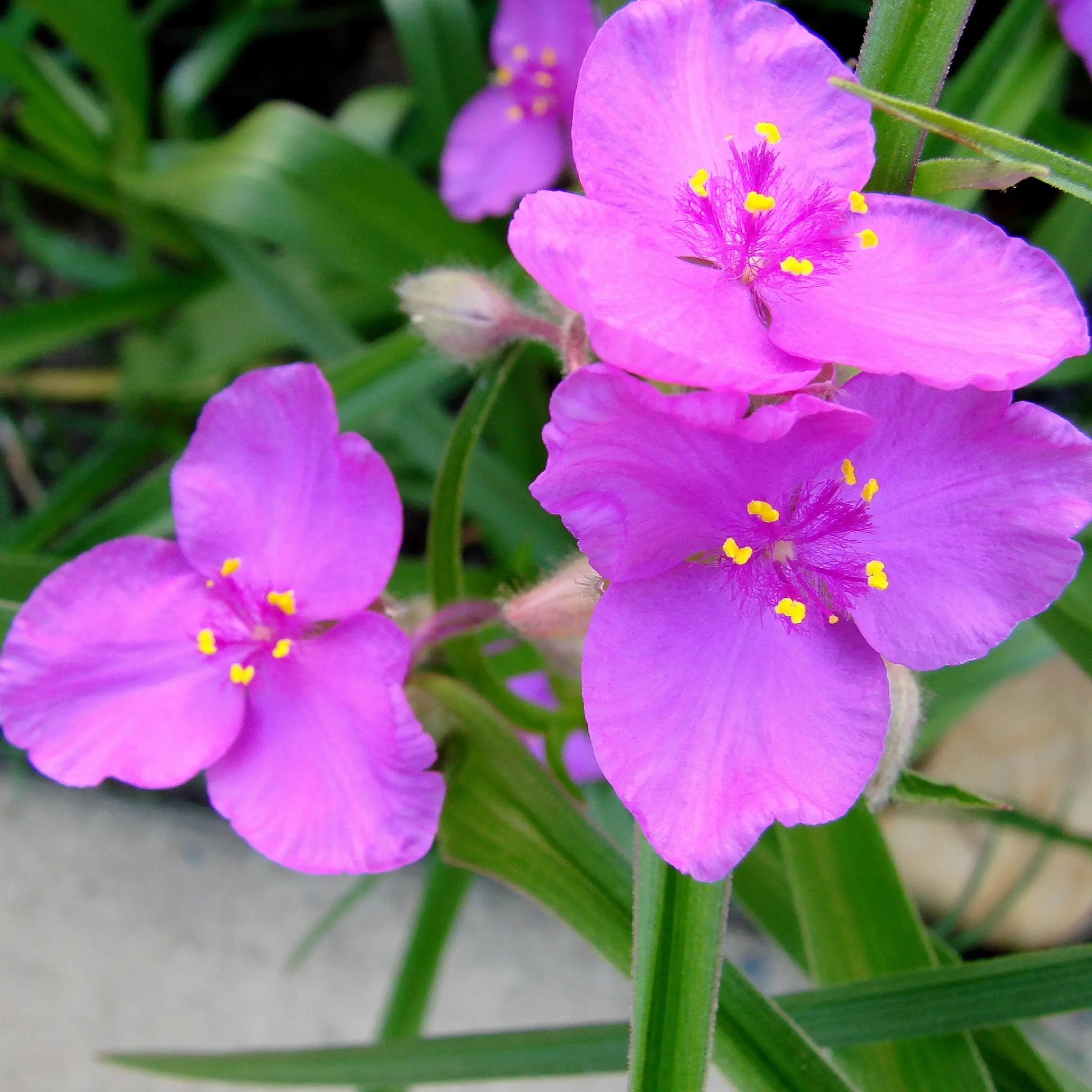 Ephémère de Virginie, Tradescantia andersoniana Karminglut Godet de 8/9 cm