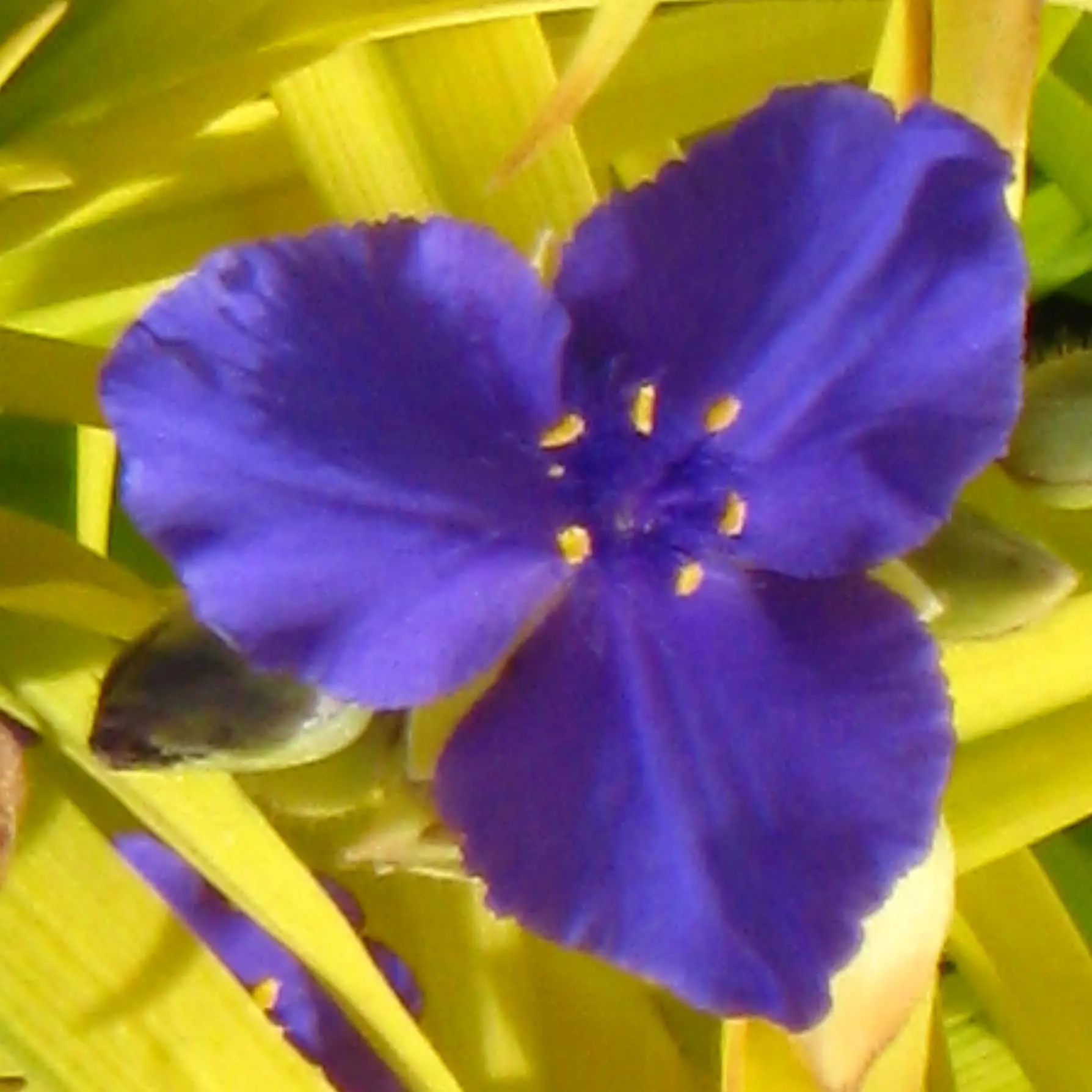 Éphémère de Virginie – Tradescantia andersoniana Sweet Kate Pot de 2L/3L