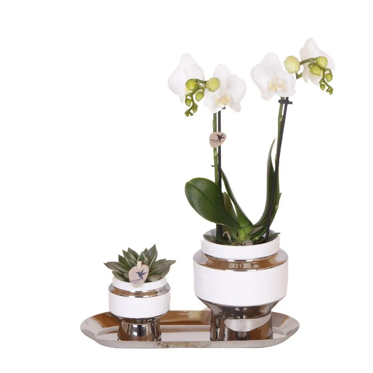 Ensemble orchidée blanche et succulente sur plateau argenté- La Green Touch