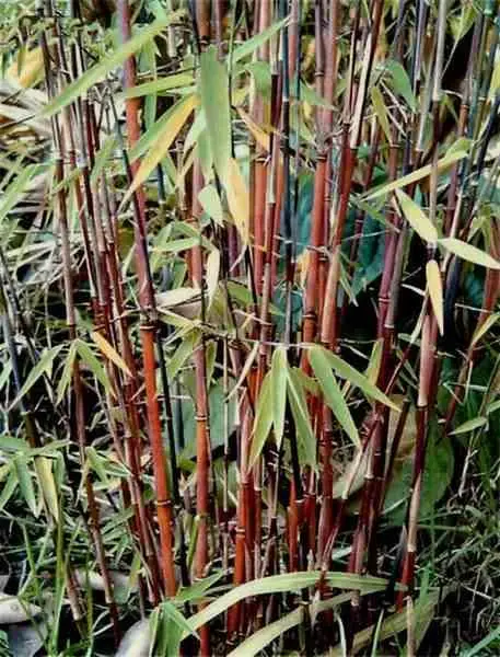 Fargesia «Jiuzhaigou 1» (Bambou non traçant) Pot 10 Litres – 100/150cm – 6/10 cannes
