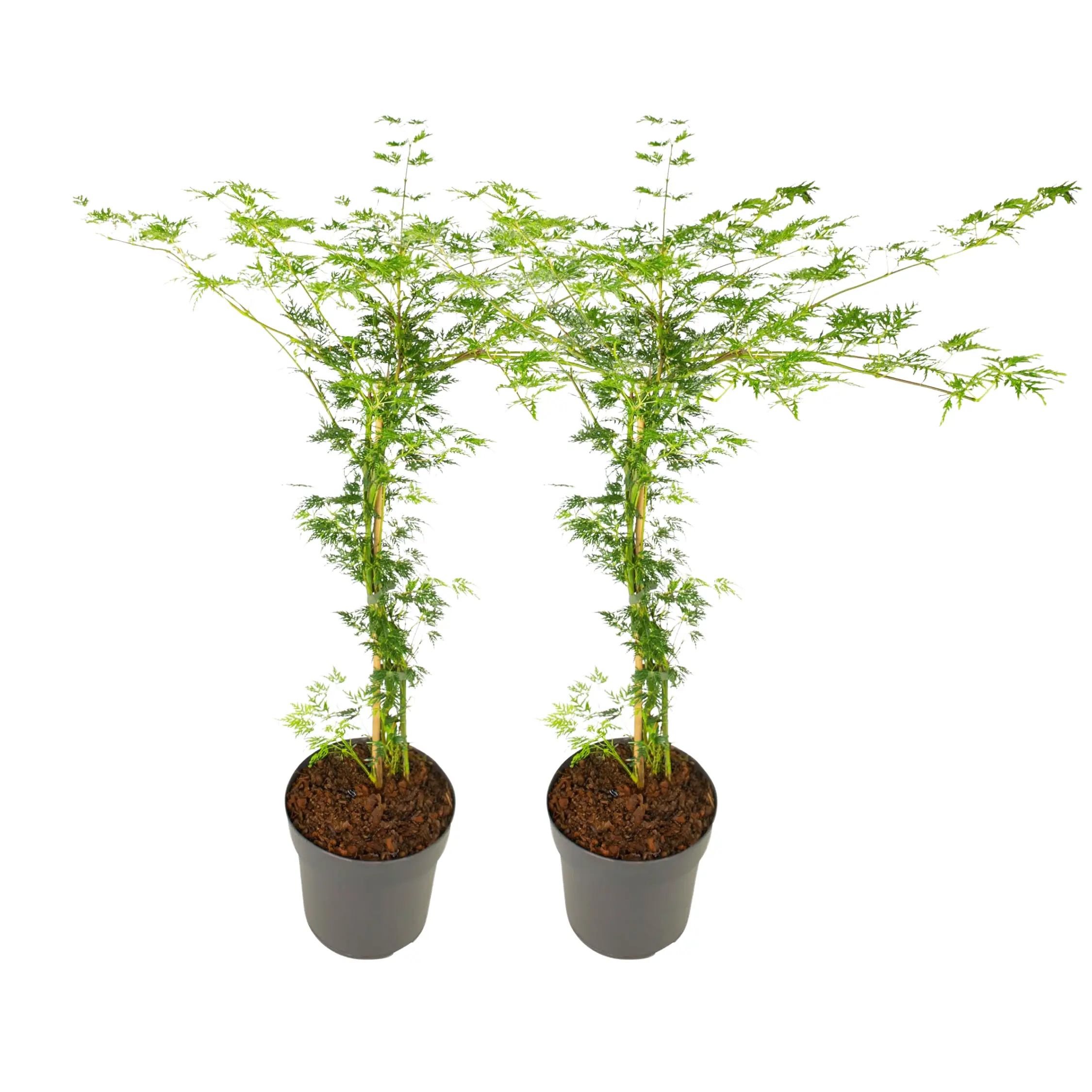Érable du Japon – Set de 2 – Acer palmatum ‘Emerald Lace’ – H60-70cm – ⌀19cm