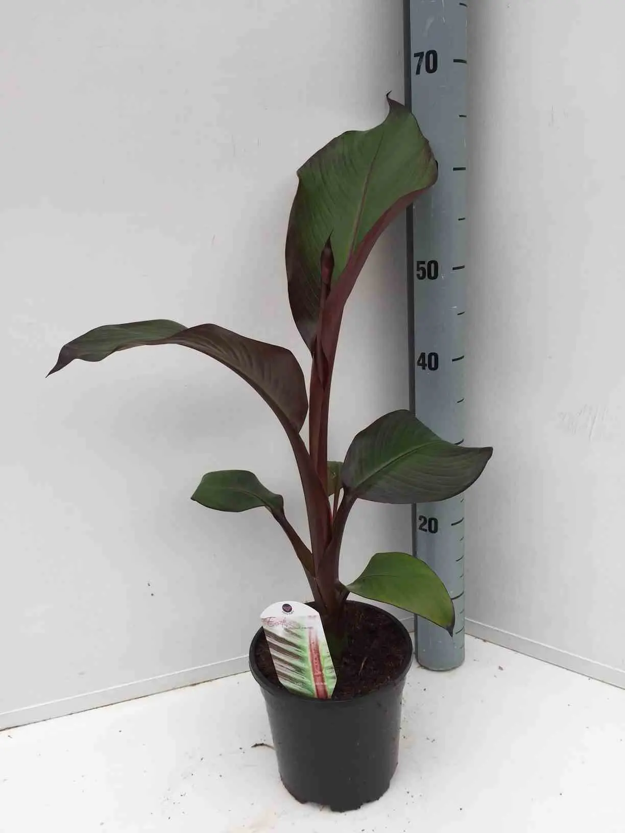 Ensete ventricosum Maurelii (Bananier rouge d’Abyssinie) Taille:Pot de 2 litres – 20/40 cm – Couleur floraison:Blanche
